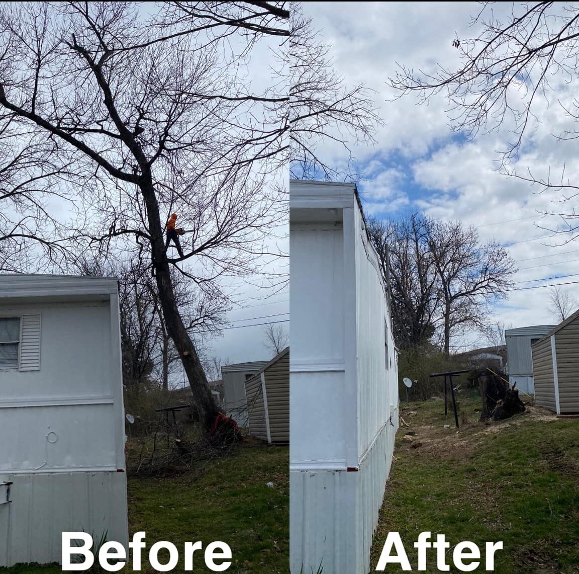tree removal services before and after in Fulton, MO