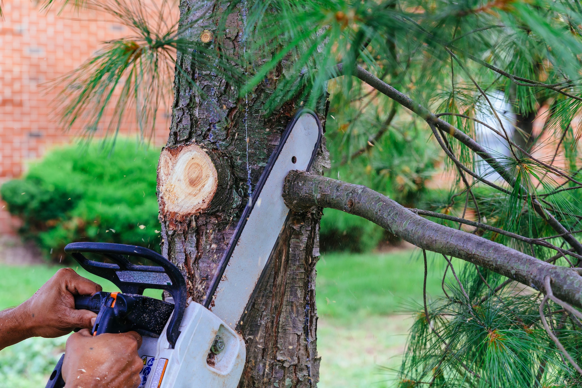 professional-is-cutting-trees-using-a-chainsaw-cutting-trees-with-saw.jpg