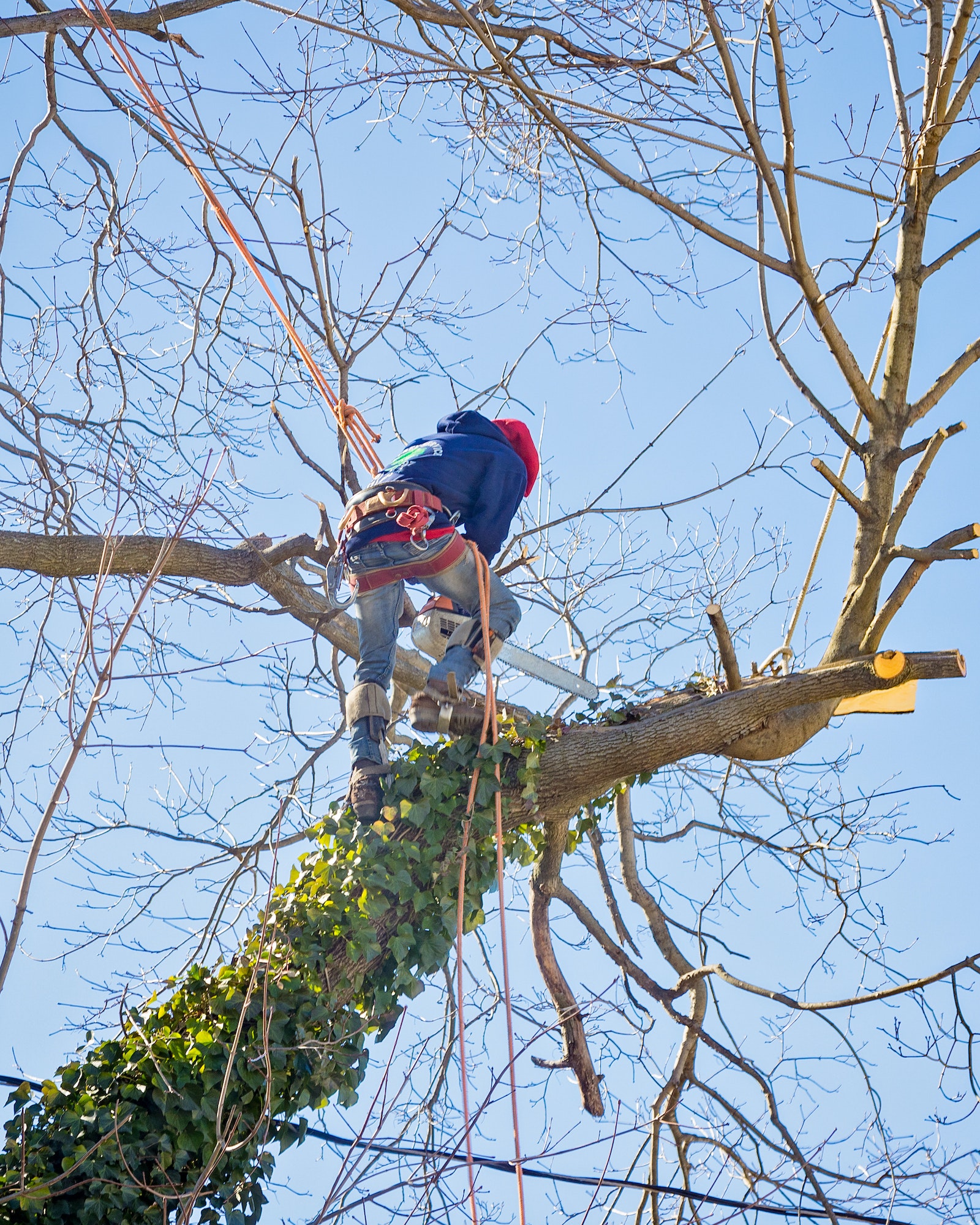 tree-service-worker-arborist-pruning-large-branches-and-cutting-down-large-maple-tree-with-chainsaw.jpg